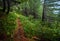 Amazing forest in a mountains