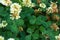 Amazing four-leafed clover in the grass