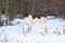 Amazing French Pointing Dog in winter