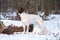 Amazing French Pointing Dog in winter