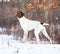 Amazing French Pointing Dog in winter