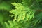 The amazing  fresh  green juniper branches  on  blurred greenery background closeup