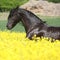 Amazing friesian horse running in colza field