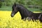 Amazing friesian horse running in colza field