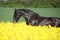 Amazing friesian horse running in colza field