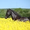 Amazing friesian horse running in colza field