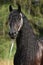 Amazing friesian mare with long mane