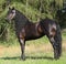 Amazing friesian mare with long mane