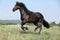 Amazing friesian mare running on pasturage