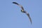 Amazing frigate bird on Grand Cayman Island in horizontal picture