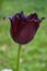 Amazing fringed black tulip closeup