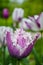 Amazing fringed purple tulip with white edges petals