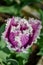 Amazing fringed purple tulip with white edges petals