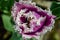 Amazing fringed purple tulip with white edges petals