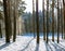 Amazing frosty winter landscape in snowy forest. Artistic picture. Beauty world.