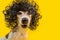 Amazing funny dog portrait in frizzle black hairstyle wig. Cool cocky cheeky impudent face. LIcking pet. Yellow