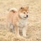 Amazing funny Shiba inu puppy