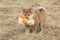 Amazing funny Shiba inu puppy