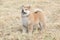 Amazing funny Shiba inu puppy