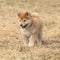 Amazing funny Shiba inu puppy