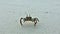 Amazing ghost crab in the sand. Both claws, legs, eyes on the stems are clearly visible.