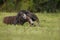 Amazing giant anteater walking in the nature habitat.