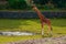 Amazing giraffe in a zoo enclosure made to look like natural habitat. Preserving animals for future in safe and comfortable