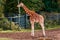 Amazing giraffe in a zoo enclosure made to look like natural habitat. Preserving animals for future in safe and comfortable