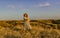 Amazing girl in a hat at sunset in the steppe on the sea