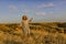 Amazing girl in a hat at sunset in the steppe on the sea