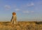 Amazing girl in a hat at sunset in the steppe on the sea