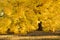 Amazing Golden Autumn Maple Tree Hangs Heavy With Its Fall Yellow Leaves