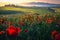 Amazing grain field with red poppies at sunrise, Tuscany, Italy