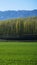 Amazing Grassland woods and snow mountains in spring