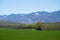 Amazing Grassland woods and snow mountains in spring