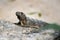 Amazing gray iguana sitting on a rock