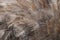 Amazing Gray Ostrich Feathers on a Big Bird