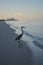 Amazing Great Blue Heron at the Water\'s Edge at Dawn
