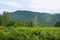 Amazing green fern glade against backdrop of wooded mountains