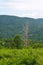 Amazing green fern glade on background of forested mountains