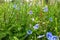 Amazing Green field with nice little blue flowers in macro shot