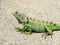 Amazing Green Horned Iguana on a Sidewalk in Aruba
