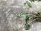 Amazing green xanadu plant on rough polished cement floor