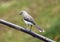 Amazing grey bird standing in a tree branch with green background, beautiful avian from Costa Rica