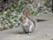 Amazing grey colored squirrel with bushy tail is standing on concrete wall and feeding grain.