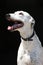 Amazing Greyhound isolated on black background