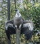 Amazing griffon vulture bird sitting on a pole with unfolded wings