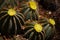 Amazing grouping of blooming Parodia Magnifica with bright yellow flowers