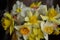 Amazing grunge background with Yellow flowers daffodils