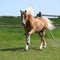 Amazing haflinger running on pasturage